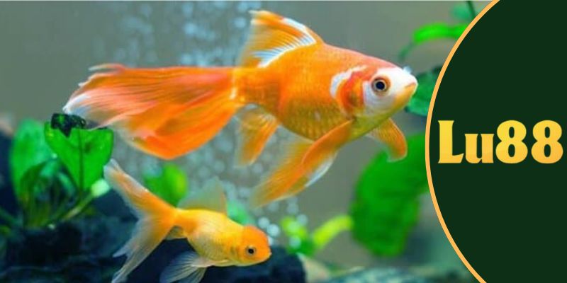mơ thấy cá đánh con gì