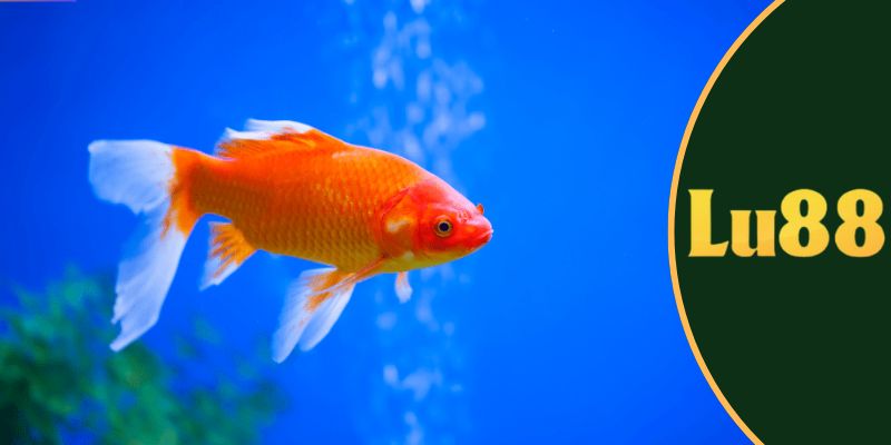 mơ thấy cá đánh con gì